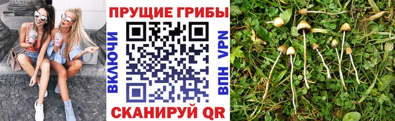 Галлюциногенные грибы Psilocybine cubensis  Ачхой-Мартан 